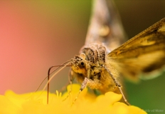 moth, Netherlands